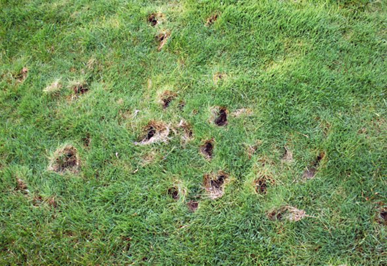 How To Stop Animals From Digging Up The Lawn